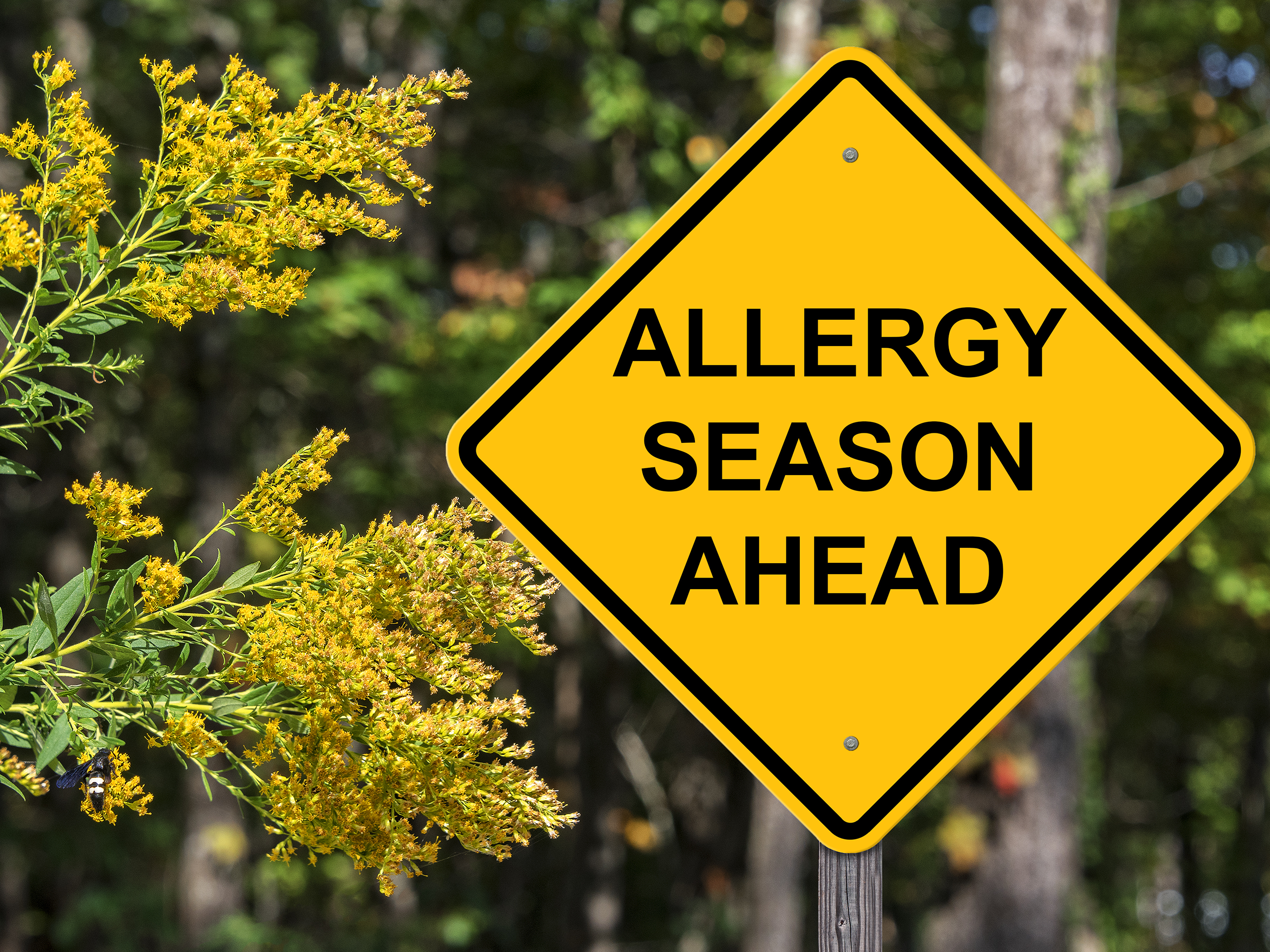 Allergy Season Yellow diamond-shaped sign warning "ALLERGY SEASON AHEAD" with blooming goldenrod flowers in the foreground.