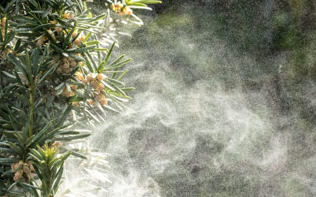 Fall Allergy Survival Guide