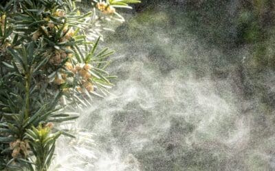Fall Allergy Survival Guide