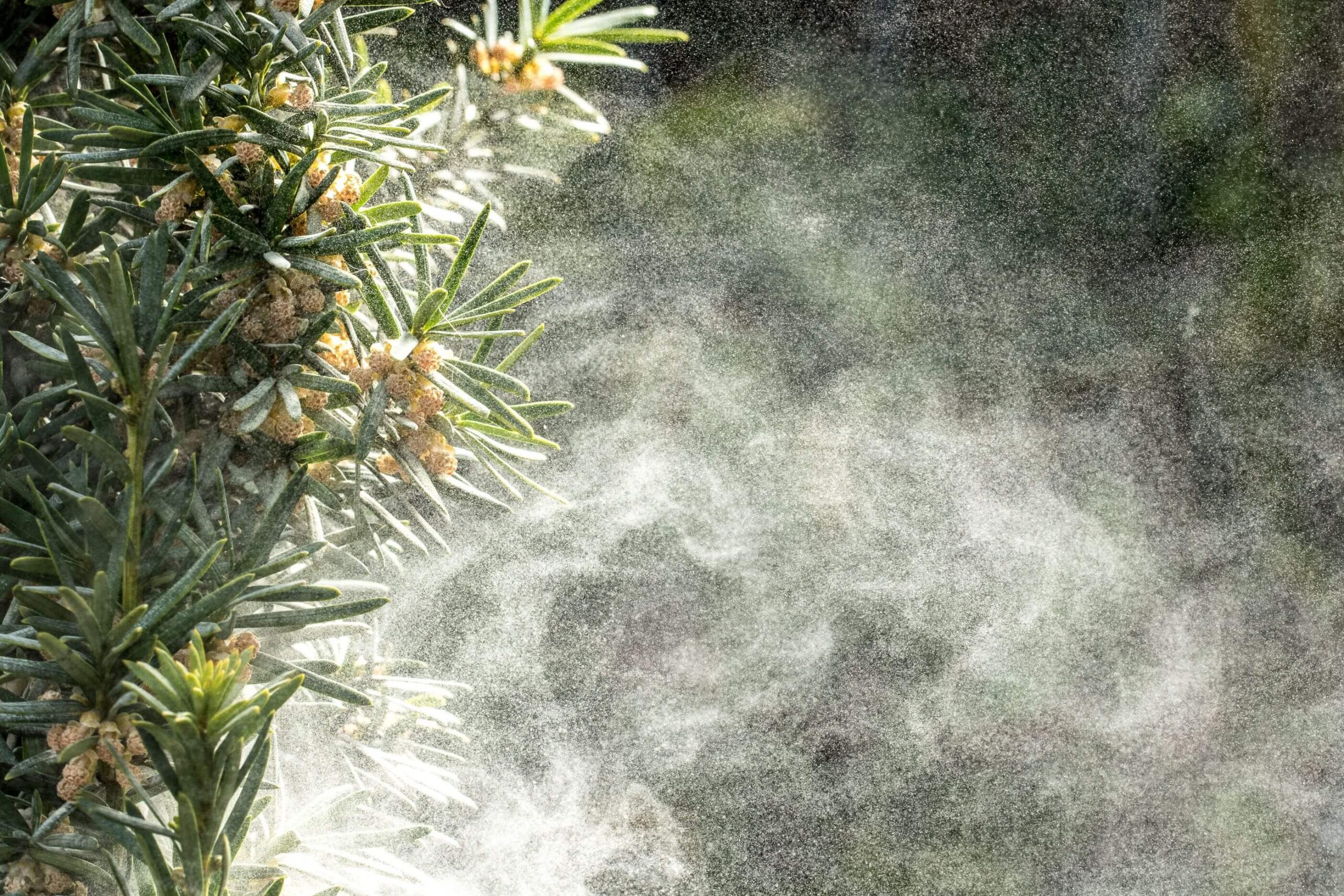Large amount of pollen tree